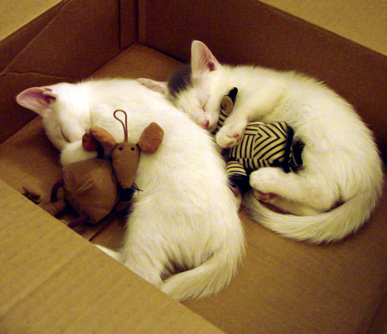 开拓者单节拉开广东队，伦纳德表现堪称教科书